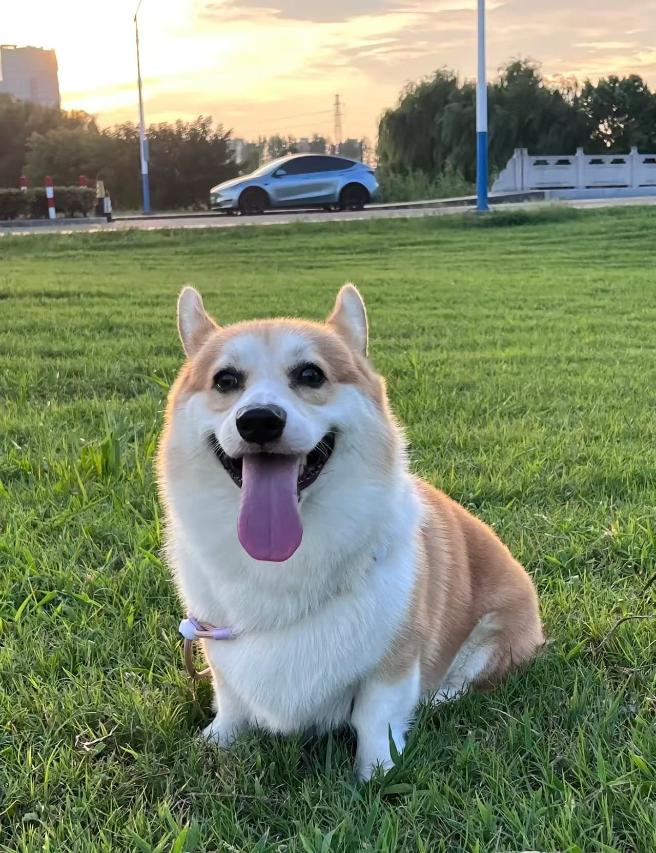 Original dog photo before meme generation