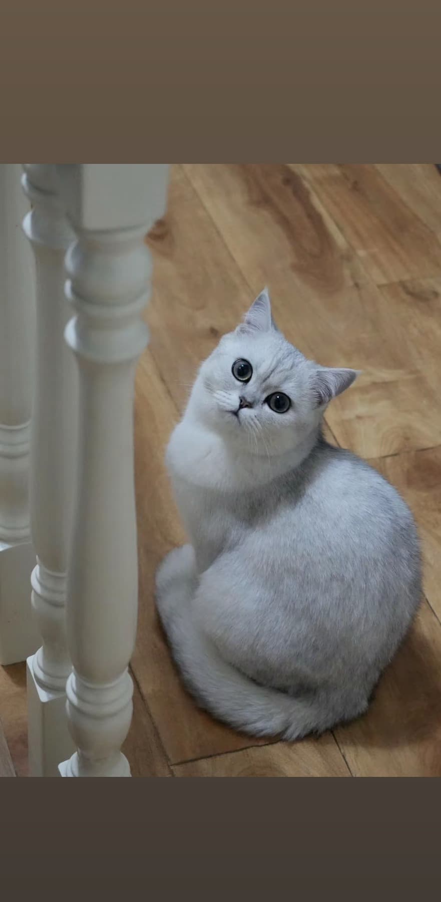 Original cat photo used for an AI pet portrait