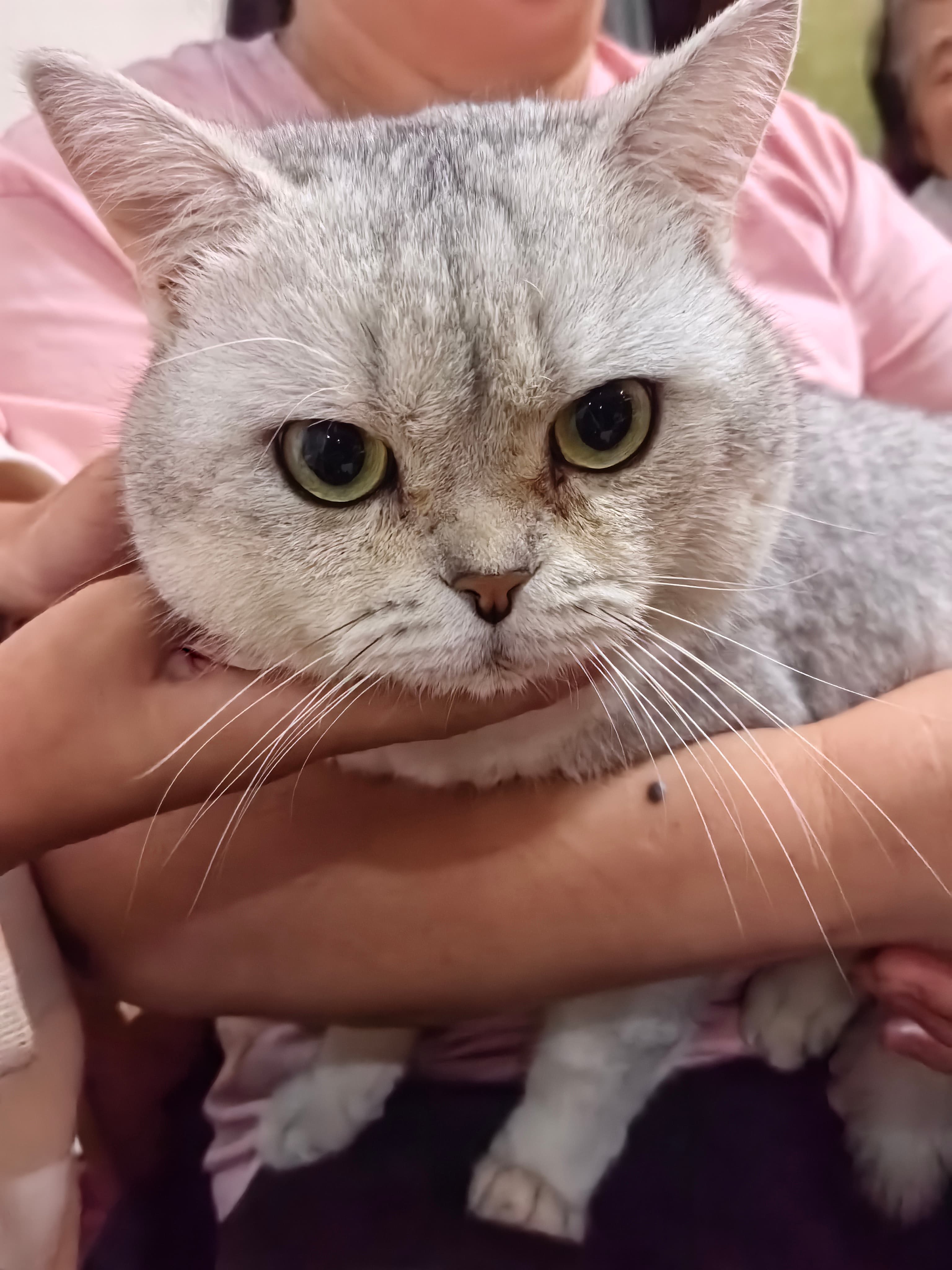 Original pet photo before custom portrait generation